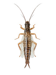 Hyper-Realistic Stonefly Sharp Focus Insect Photo Transparent Background