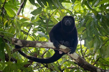 Howler monkey on a tree branch in tropical forest.