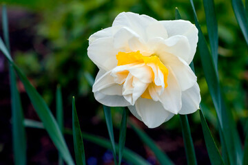 Blooming spring snow-white bulbous narcissus, close-up.