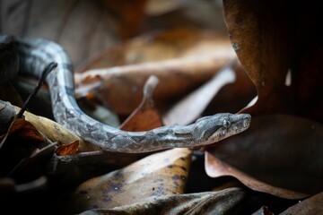 Close-up of a snake slithering through dry leaves in a forest setting.