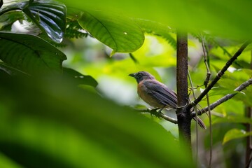 Bird in a Lush Green Forest