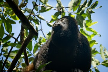 Howler monkey in tree canopy