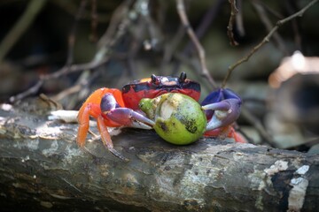 Colorful crab with fruit on a branch.