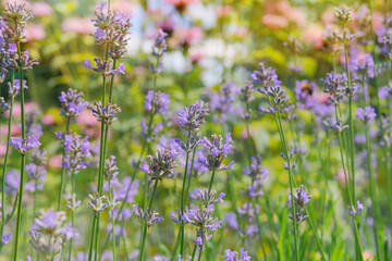 Fototapeta premium Lavandula officinalis is blooming in sunny day. Evergreen shrub that blooms. Purple flowers in summer. Lavandula grows in meadow. Cottage garden.
