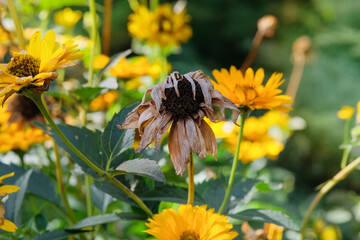 Dry plant of Aster family. Coreopsis is growing in cottage garden. Dry Coreopsis grows in park in autumn. Sunny day.