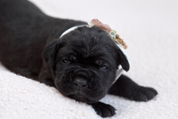 Adorable newborn Cane Corso puppy lying down and sleeping peacefully. The puppy is a purebred Italian Mastiff with short hair, typical wrinkled muzzle and dark fur.