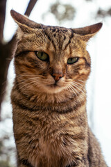 A lovely fluffy cat resting outdoors 