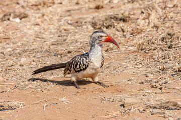 South Africa, Kruger National Park, Red-billed Hornbill (Tockus erythrorhynchus)