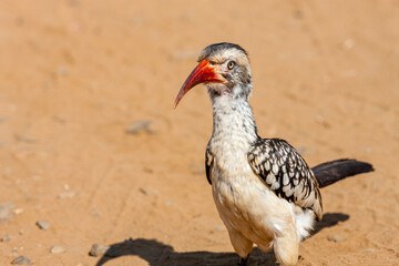 South Africa, Kruger National Park, Red-billed Hornbill (Tockus erythrorhynchus)