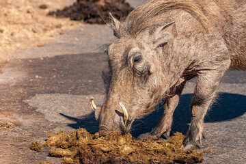 Fototapeta premium South Africa, Kruger National Park, Warthog (Phacochoerus africanus)