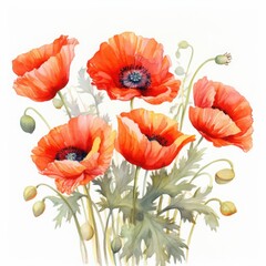 Fototapeta premium watercolor illustration of red poppies on a white background