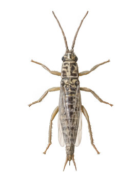 Thrips Close-Up Tiny Insect Sharp Focus White Background