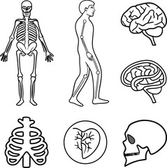 Human Anatomy Illustrations Skeletal System, Muscular System, and Brain Diagrams