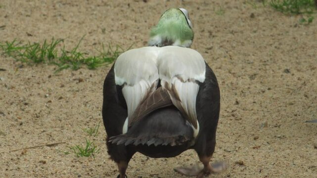 Spectacled eider resting on grass with head tucked in
