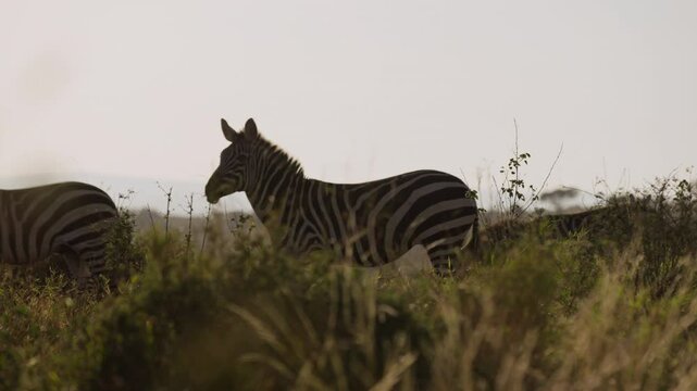 Very wide gimbal parallax of Grevy zebra (Equus grevyi) grazing in herd in savannah in morning in Kenya