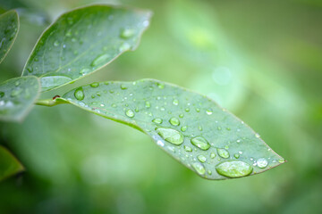 Fresh Green Leaf with Water Droplets After Rainfall in Natural Environment