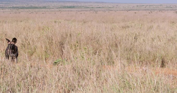 Wide of pair of collared African wild dog (Lycaon pictus) walking and scanning through the grasslands in afternoon in Kenya