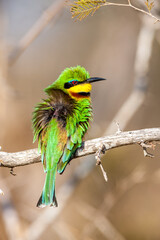 South Africa, Kruger National Park, Little Bee-eater (Merops pusillus)