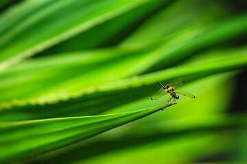 Dragonfly perched on a leaf displaying a beautiful and unique abstract of yellow wings