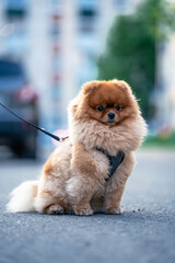 A Pomeranian sits on the asphalt in the middle of the street with a leash