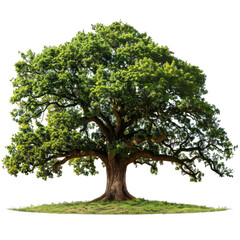 Majestic Oak Tree With Full Green Leaves. Symbol Of Nature, Strength, And Longevity. Use For Eco-Friendly Or Environmental Concepts.