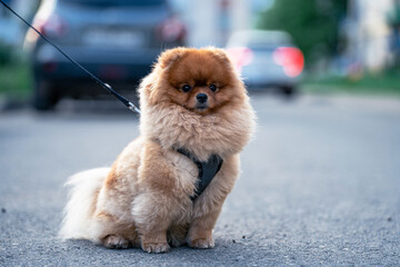A pomeranian dog is standing on the street with a leash