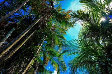 coconut palm tree