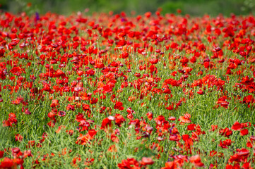 field of red poppies