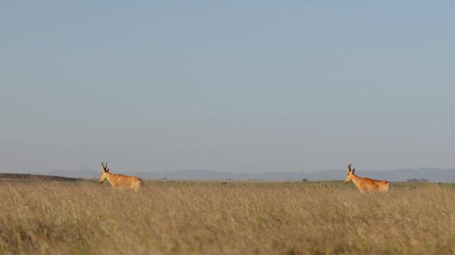 Very wide dolly tracking of a pair of Hartebeests (Alcelaphus buselaphus) walking in tall grass in Kenya overlooking distant hilly landscape