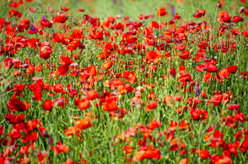 field of red poppies