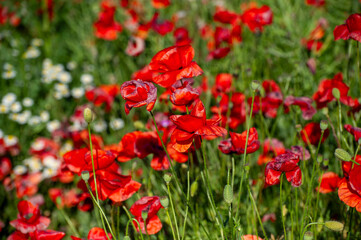 red poppies in the field