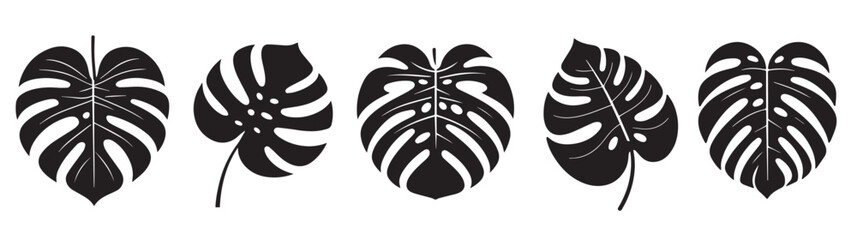 Vector set of monstera houseplants