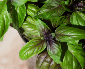 A close-up of vibrant basil leaves, some pure green and others with vibrant purple veins.