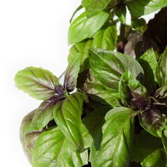 A close-up of brightly colored basil leaves against a white background.