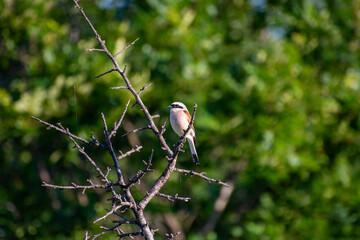 red-backed shrike male perched on a tree branch 