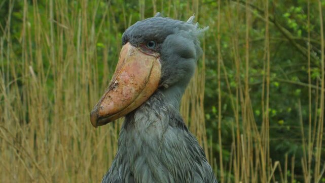 Shoebill stork standing still in green marshland