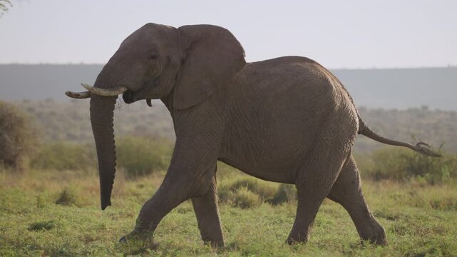 Wide gimbal tracking of solitary African elephant (Loxodonta africana) walking fast with lifted tail in savannah in sunrise in Kenya