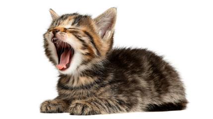A cute tabby kitten yawns, revealing its pink tongue and a look of pure relaxation.