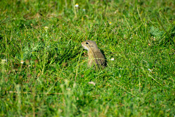 european ground squirrel looking for food in green grass