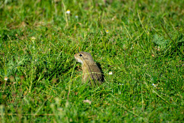 european ground squirrel in green grass
