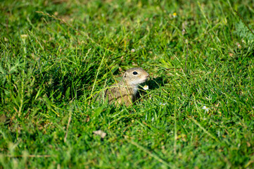 european ground squirrel eating in green grass