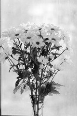 Bouquet of white chrysanthemum on a blurred background. Black and white. Flowers on a light foggy background. Close-up. Nature