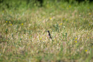 the northern wheater in grass