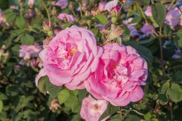 Beautiful blooming rose in a flowerbed.