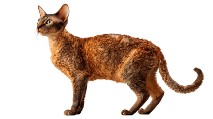 A beautiful Devon Rex cat showing off its unique curly fur in a graceful pose.