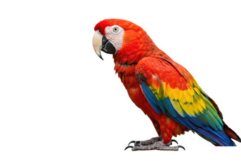 Fototapeta premium Isolated Scarlet Macaw Full Body
