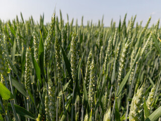 A wheat field with stalks and ears and a blue sky in the background