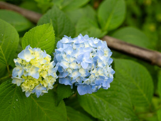 青い紫陽花の花