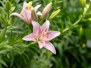 公園に咲くスカシユリ
