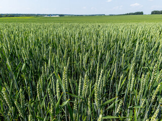 A wheat field with stalks and ears and a blue sky in the background
